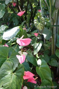 Guadeloupe Août 2015-02790 